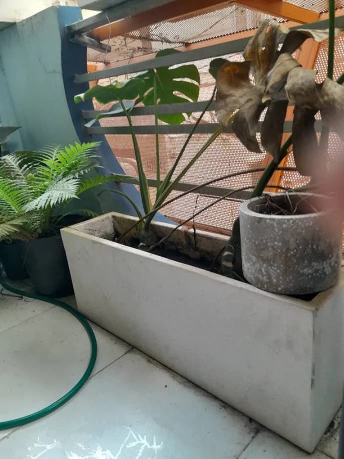 Trước khi sửa: Thông tắc ống tưới cây ban công tại Phường 8, Phú Nhuận tại Phường 8, Phú Nhuận