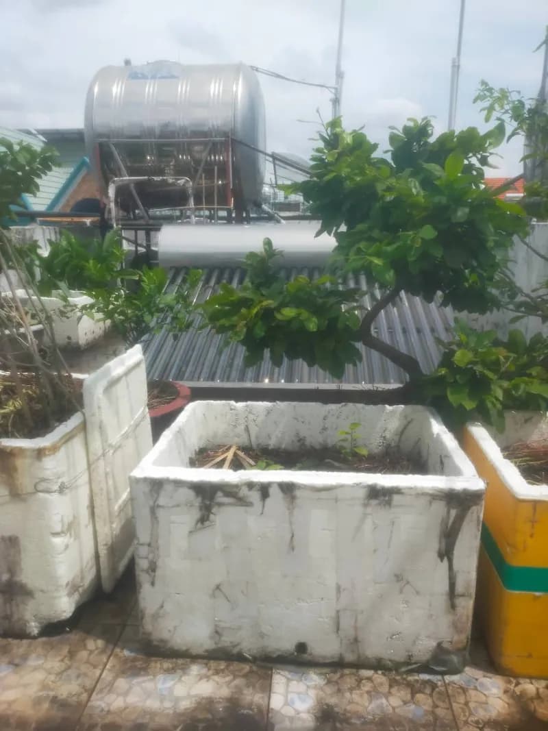 Sau khi hoàn thành sửa máy nước nóng năng lượng mặt trời tại xã hội chủ nghĩa Việt Nam, Tân Bình — thợ Lê Đăng Tuấn